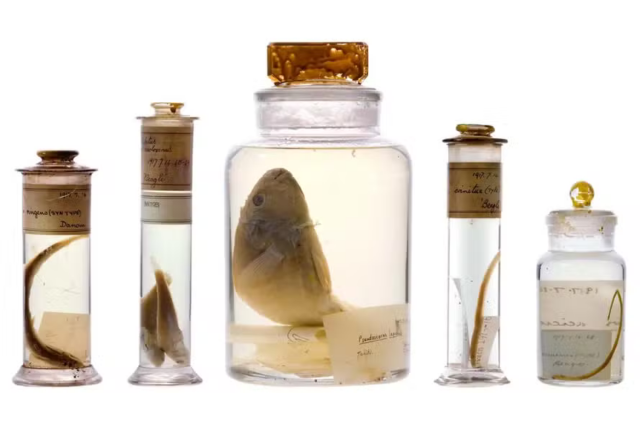 Frascos coletados por Charles Darwin há quase 200 anos são analisados sem serem abertos 1 Frascos coletados por Charles Darwin há quase 200 anos são analisados sem serem abertos