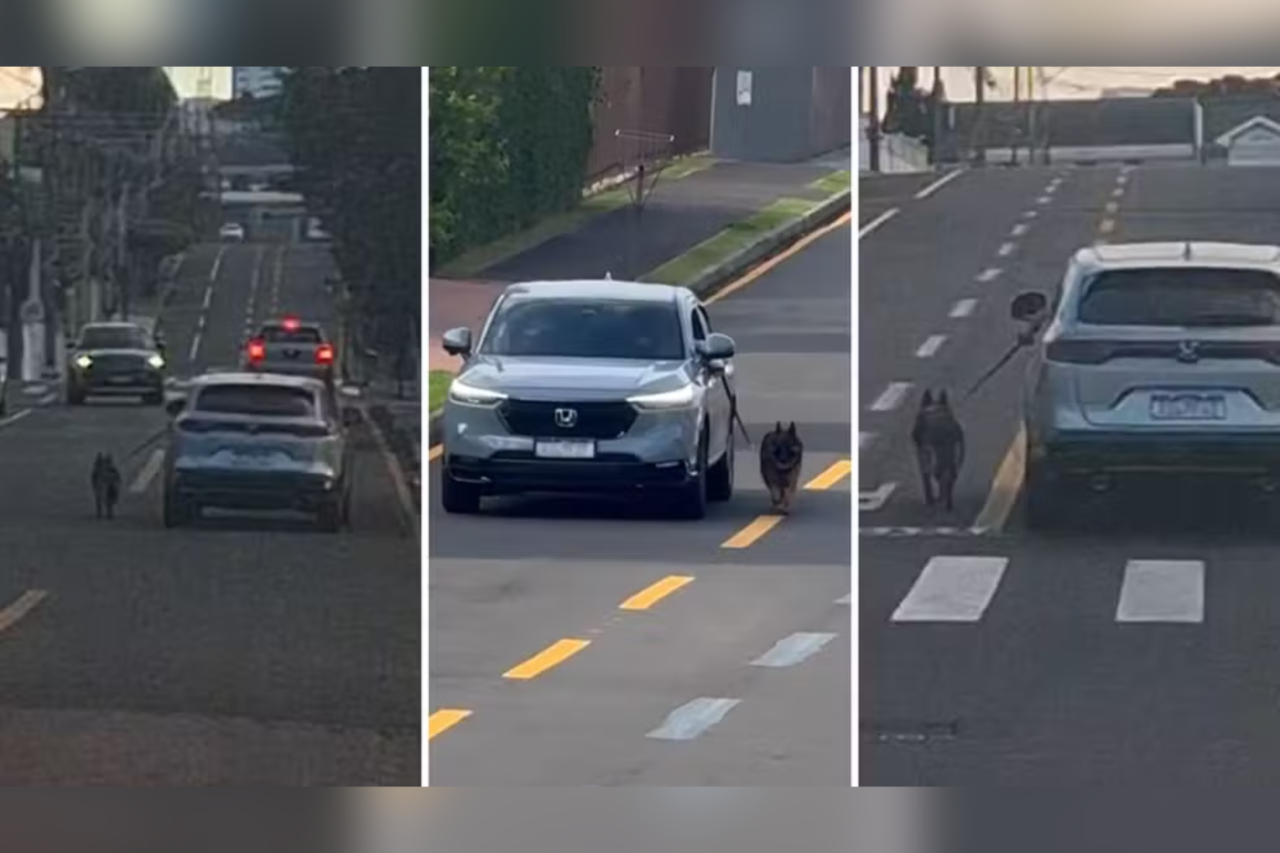 Motorista é indiciado por maus-tratos após conduzir carro com cachorro preso do lado de fora no Paraná 9 Heloisa L 21