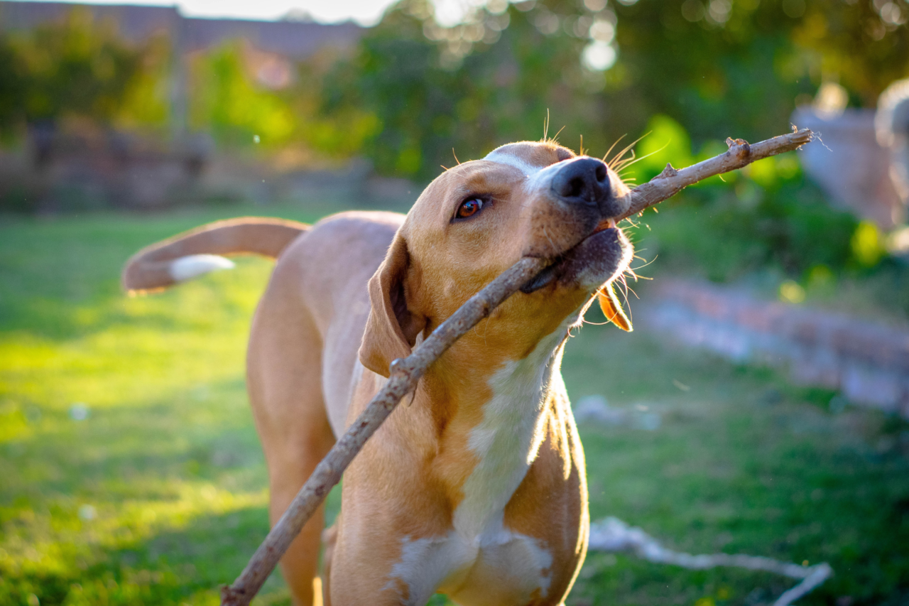 Nem toda fruta faz bem: descubra quais podem prejudicar a saúde dos cães 3 Nem toda fruta faz bem: descubra quais podem prejudicar a saúde dos cães