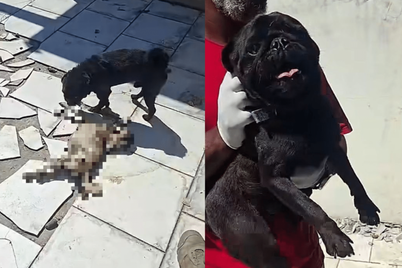 Pug é encontrado morto em situação de abandono e outros dois são resgatados em SC 9 crys 1