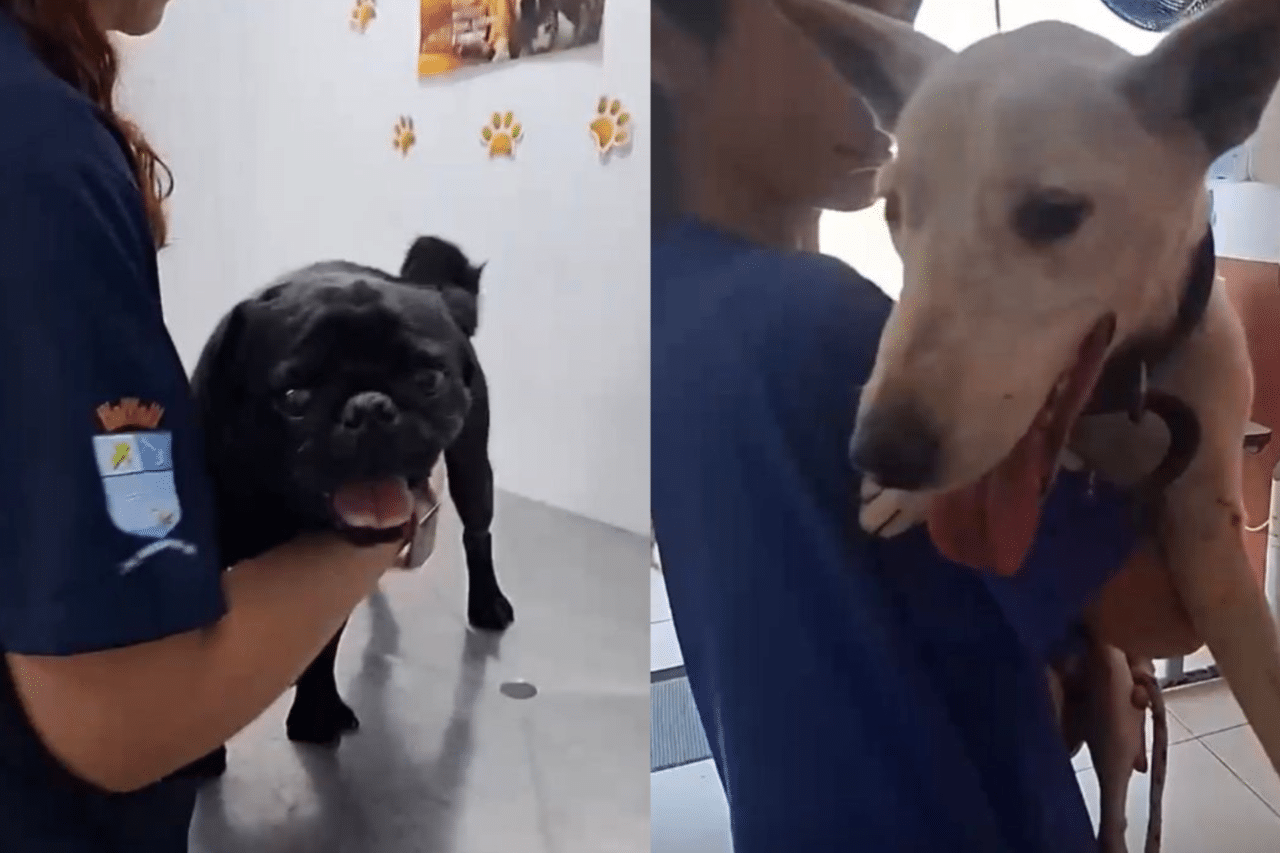 Pug é encontrado morto em situação de abandono e outros dois são resgatados em SC 3 Denúncia de abandono leva ao resgate de cães em Navegantes; um animal foi encontrado morto e outros dois aguardam adoção após dias sem cuidados.