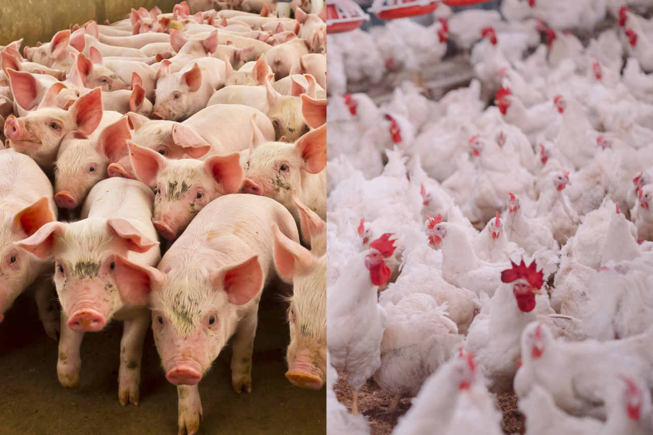 Santa Catarina lança programa com até R$ 1 bilhão para financiar produtores de suínos e aves 17 Governo de Santa Catarina anuncia programa de financiamento para o agronegócio com foco em suinocultura e avicultura, com impacto econômico estimado em bilhões.