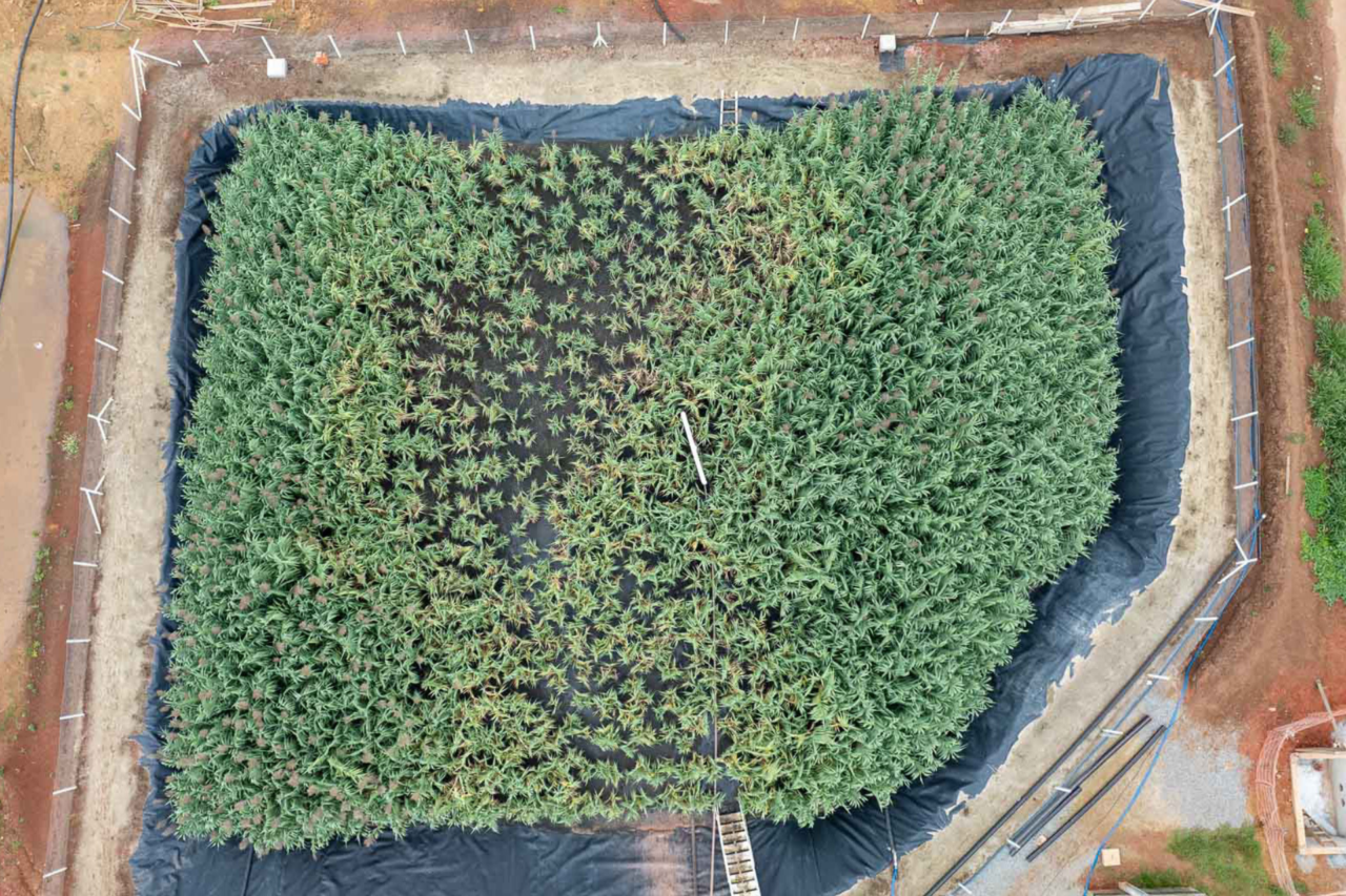 Projeto da Sanepar em Curitiba amplia capacidade de tratamento de esgoto com uso de wetlands, reduzindo resíduos e gerando biossólidos reaproveitáveis.