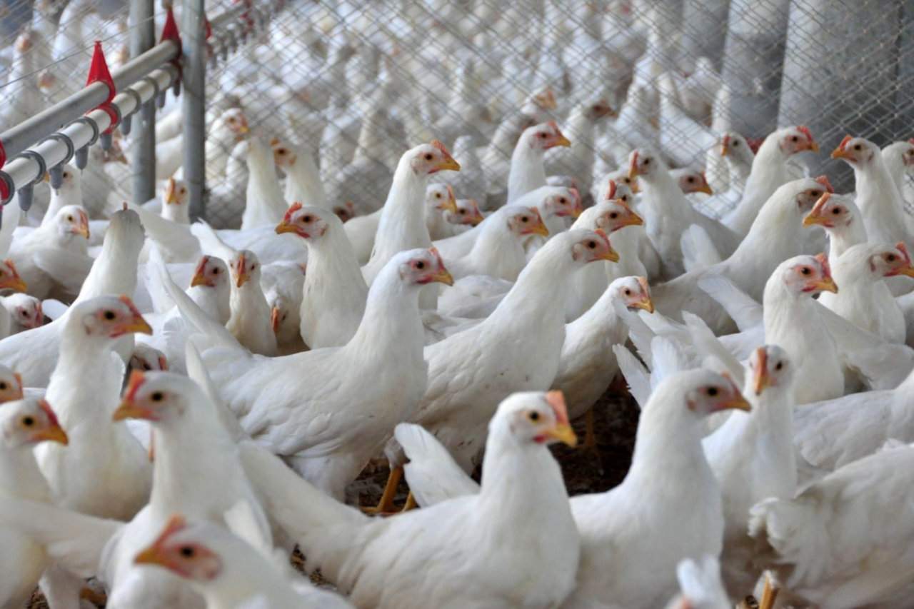 Indústria de alimentos cresce 5,9% em Santa Catarina e supera média nacional em 2025 17 crys 59