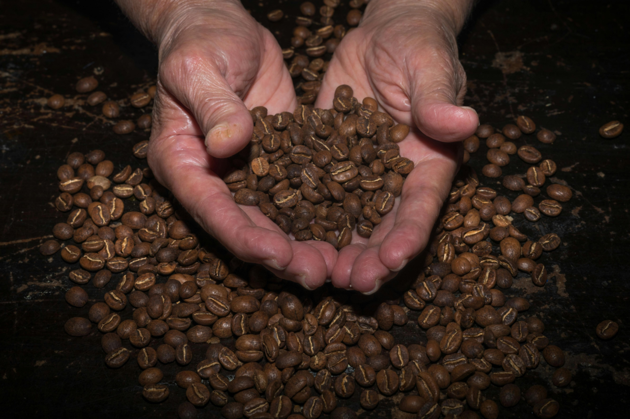 Café raro produzido a partir de fezes de ave brasileira chega a R$ 1.530 o quilo 17 Café raro produzido a partir de ave brasileira chega a R$ 1.530 o quilo