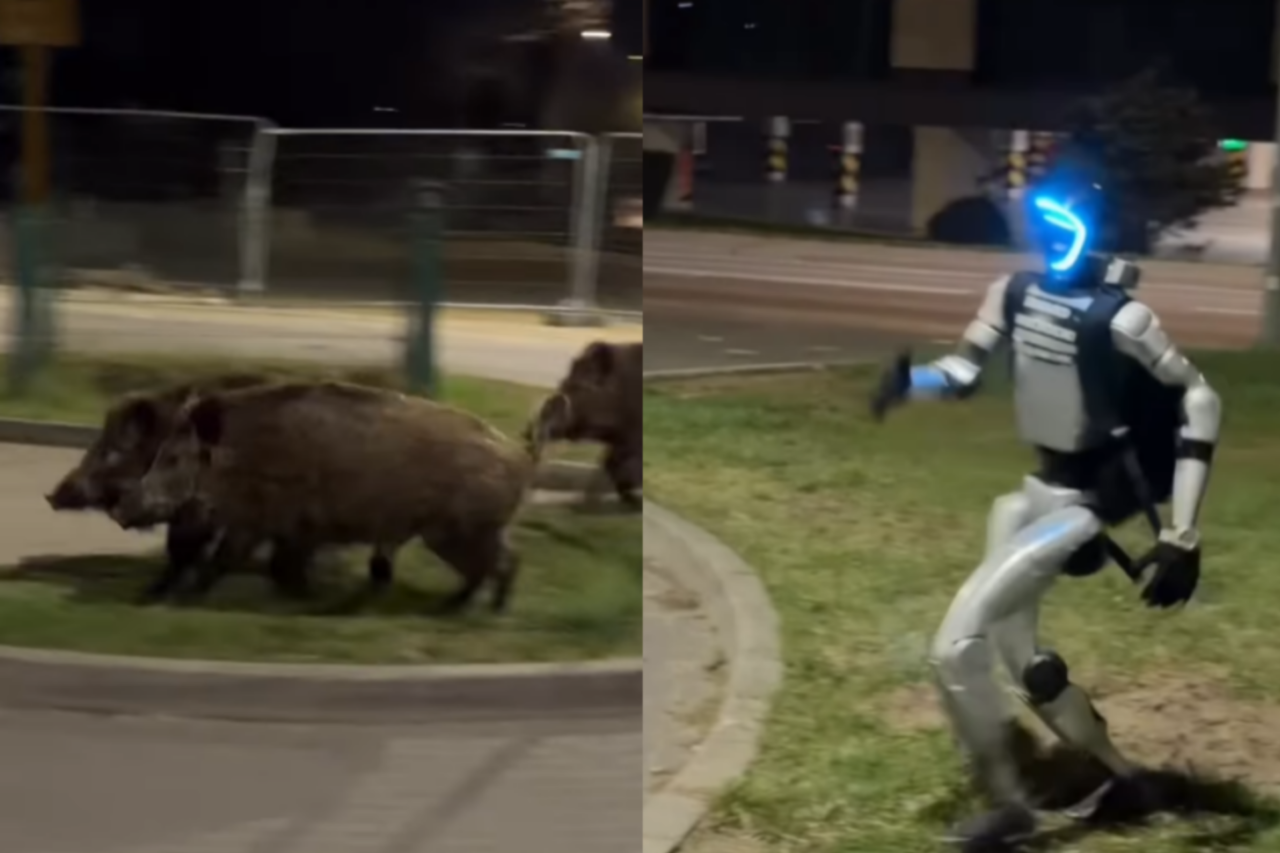 Vídeo de robô perseguindo javalis em cidade europeia viraliza 1 Vídeo de robô perseguindo javalis em cidade europeia viraliza