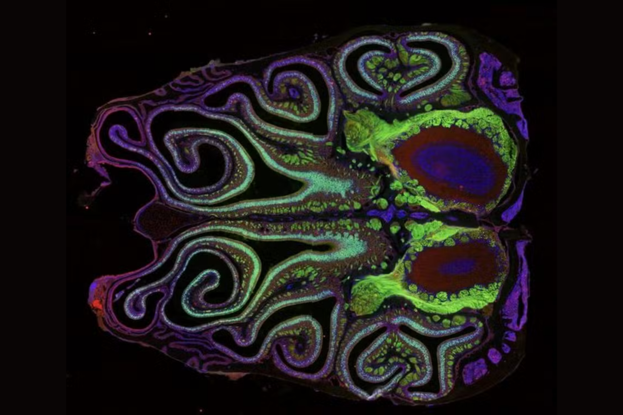 Cientistas mapeiam pela primeira vez como o cérebro identifica cheiros