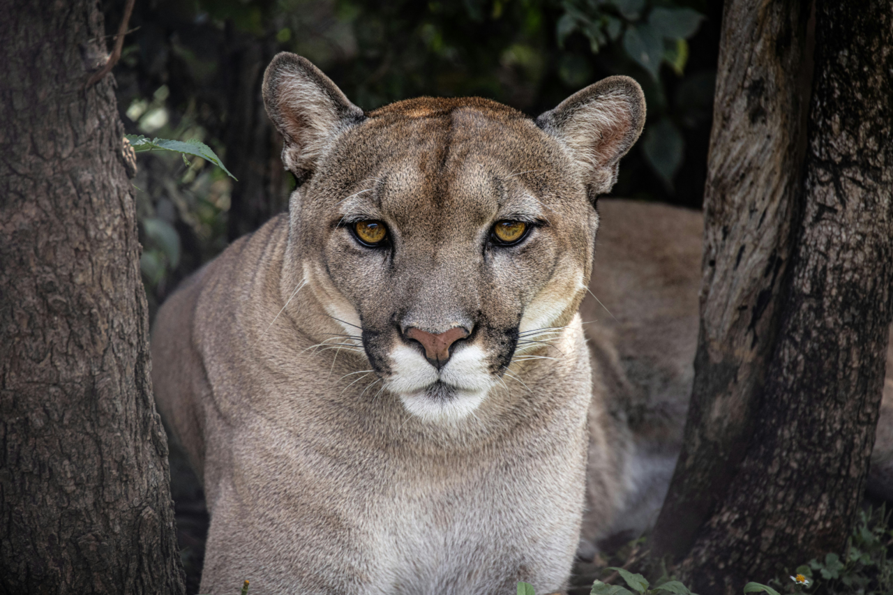 Cadela sobrevive após ataque de puma em frente a casa na Califórnia 3 Cadela sobrevive após ataque de puma em frente a casa na Califórnia