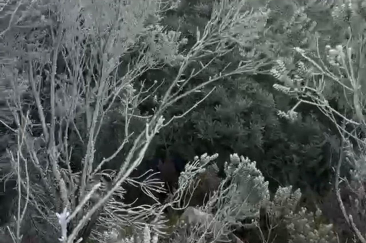Santa Catarina registra primeiros flocos de neve de 2026 e frio pode chegar a -5°C 3 Santa Catarina registra primeiros flocos de neve de 2026 e frio pode chegar a -5°C