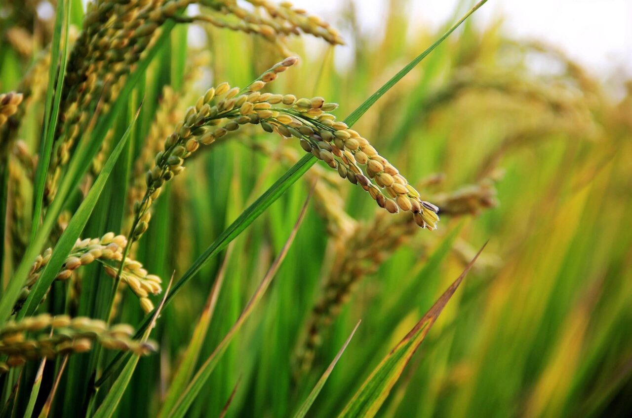 El Niño ameaça produção global de arroz, açúcar e café e acende alerta para risco de escassez 17 arroz