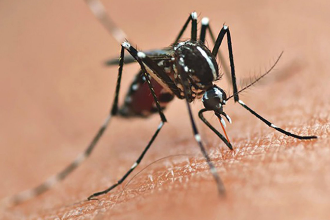 Mesmo com redução expressiva nos casos e mortes por dengue em 2026, a Secretaria da Saúde do Paraná reforça ações preventivas e alerta para a circulação de diferentes sorotipos do vírus.