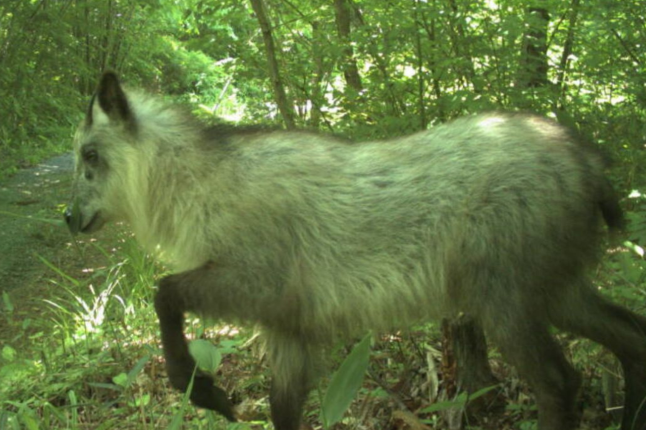 Mais de 10 anos após desastre nuclear, animais dominam zona abandonada de Fukushima 3 Mais de 10 anos após desastre nuclear, animais dominam zona abandonada de Fukushima