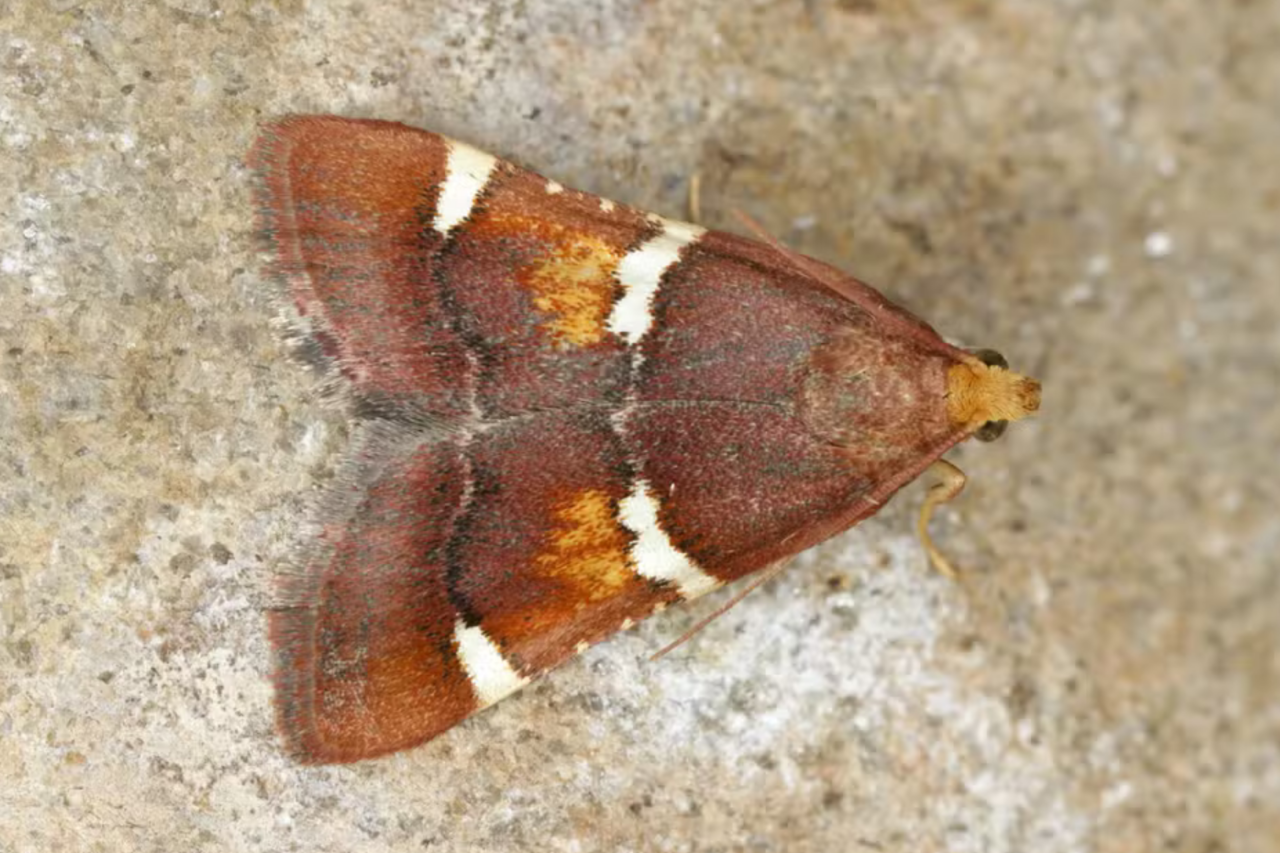 Nova espécie de mariposa descoberta na Grécia recebe nome em homenagem ao Papa Leão 14 4 Nova espécie de mariposa descoberta na Grécia recebe nome em homenagem ao Papa Leão 14