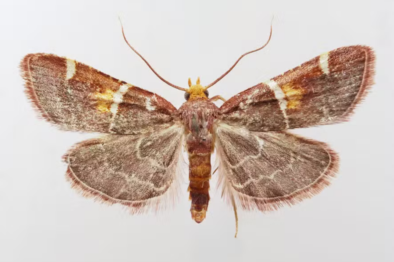 Nova espécie de mariposa descoberta na Grécia recebe nome em homenagem ao Papa Leão 14