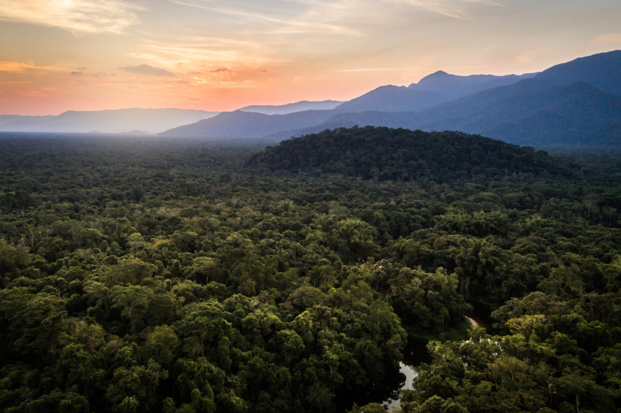Mata Atlântica registra menor desmatamento da história após queda de 28% 3 Mata Atlântica registra menor desmatamento da história após queda de 28%