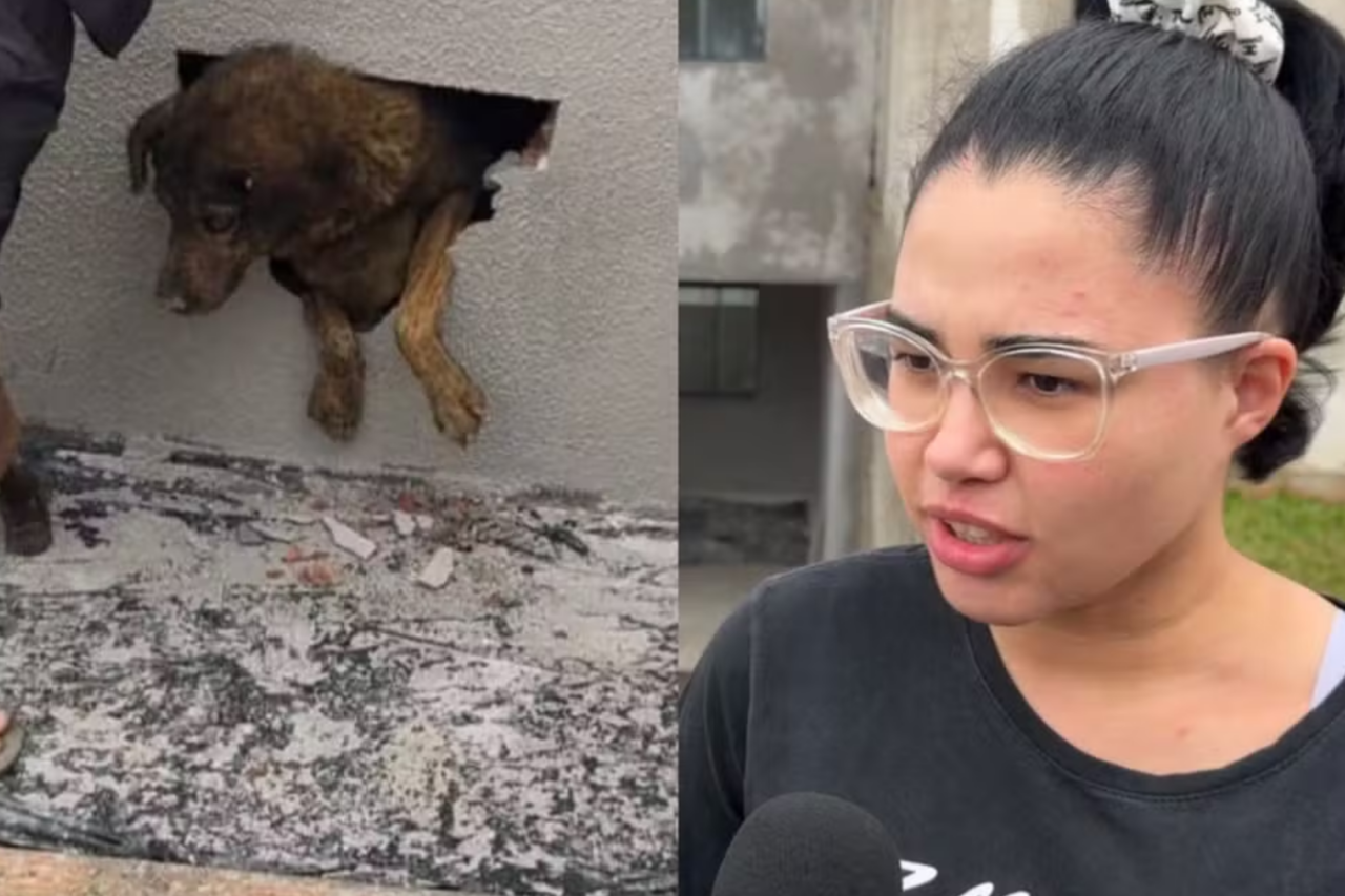 Cadela desaparecida é encontrada viva dentro de parede concretada após dez dias no Paraná 3 Cadela desaparecida é encontrada viva dentro de parede concretada após dez dias no Paraná