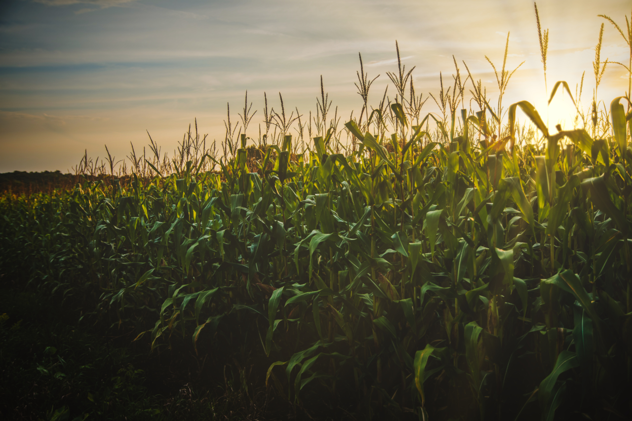 Área de milho cresce no Paraná, supera 3,2 milhões de hectares e deve alcançar produção histórica 18 Área de milho cresce no Paraná, supera 3,2 milhões de hectares e deve alcançar produção histórica