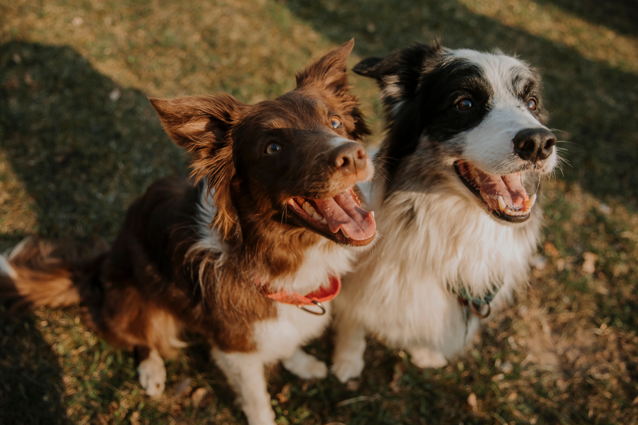 Programa Pet Levado a Sério amplia castrações e reforça rede de proteção animal em Santa Catarina