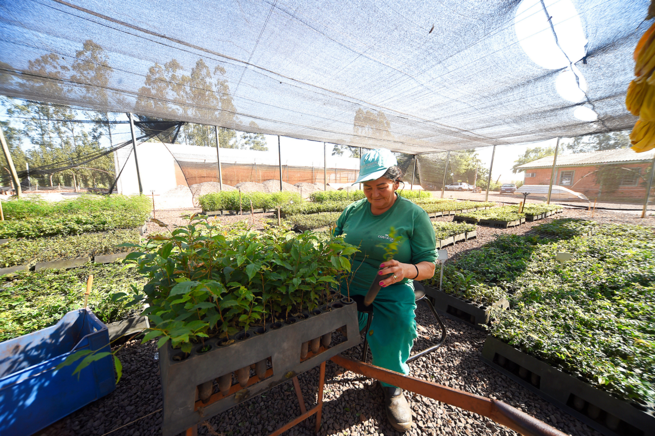 IAT orienta cuidados no plantio de mudas durante período de frio e geadas no Paraná 3 IAT orienta cuidados no plantio de mudas durante período de frio e geadas no Paraná