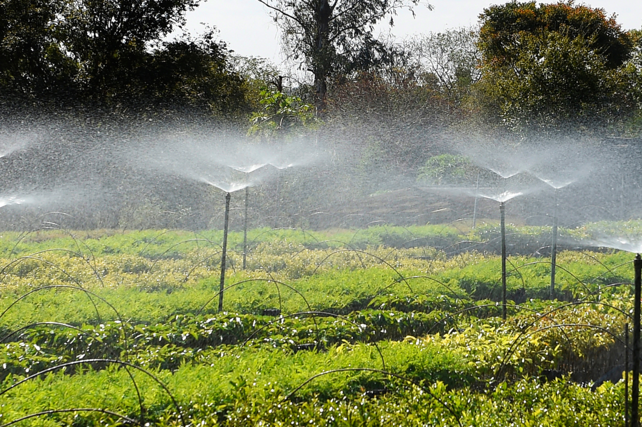 IAT orienta cuidados no plantio de mudas durante período de frio e geadas no Paraná 5 IAT orienta cuidados no plantio de mudas durante período de frio e geadas no Paraná