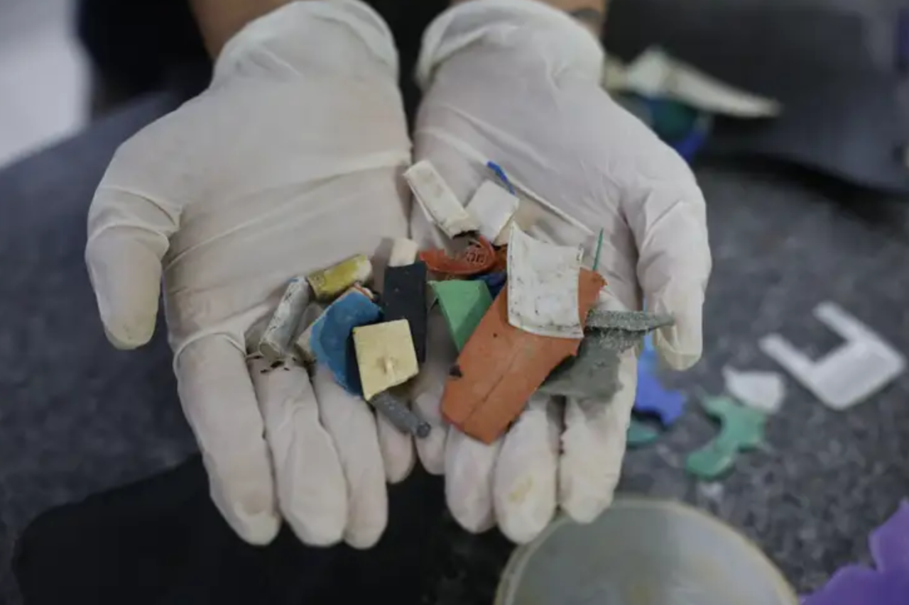 Estudo identifica microplásticos em mais de 93% dos peixes analisados no litoral do Paraná 5 Estudo identifica microplásticos em mais de 93% dos peixes analisados no litoral do Paraná