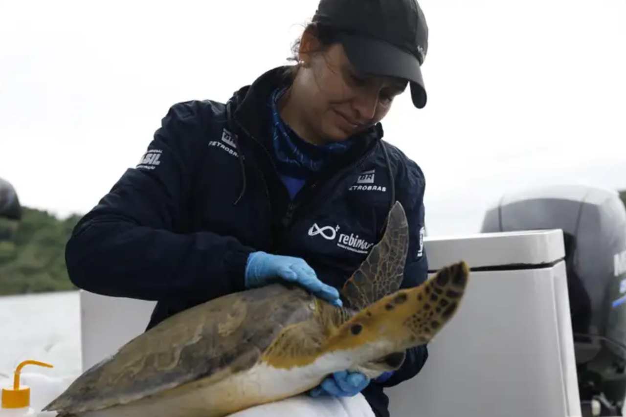 Estudo identifica microplásticos em mais de 93% dos peixes analisados no litoral do Paraná 4 Estudo identifica microplásticos em mais de 93% dos peixes analisados no litoral do Paraná