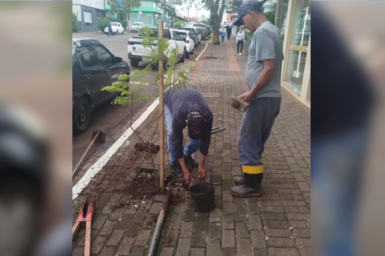 São José do Cedro amplia arborização urbana com plantio de mudas na Av. Rio Grande do Sul 3 São José do Cedro amplia arborização urbana com plantio de mudas na Av. Rio Grande do Sul
