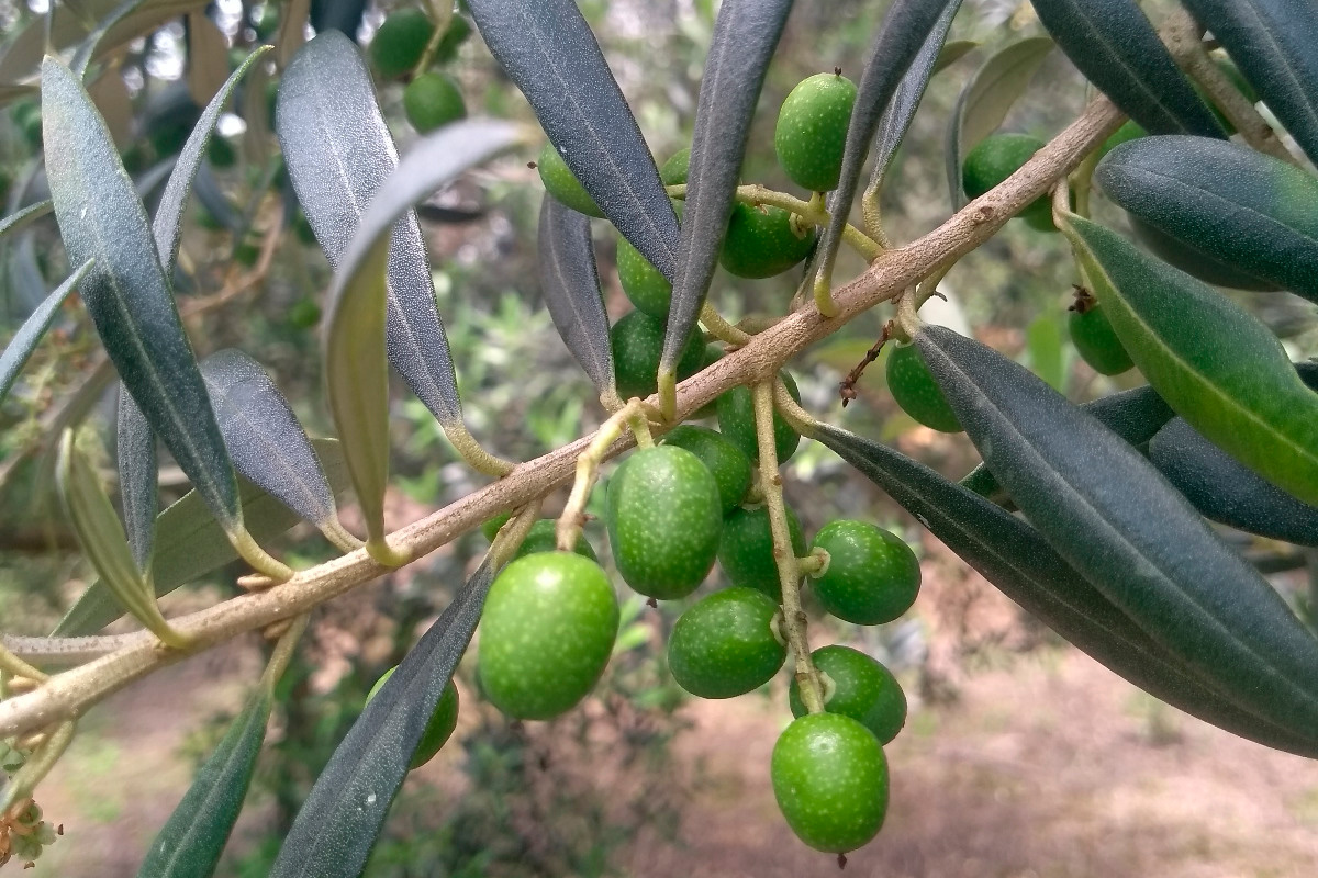 Estudo do IDR-Paraná aponta 69 municípios aptos para cultivo de oliveiras no Estado