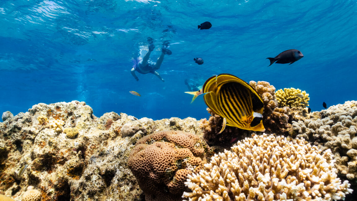 Yellowfin guia cientistas até recifes que resistem ao calor 1 GettyImages 1409779114 1152x648 1