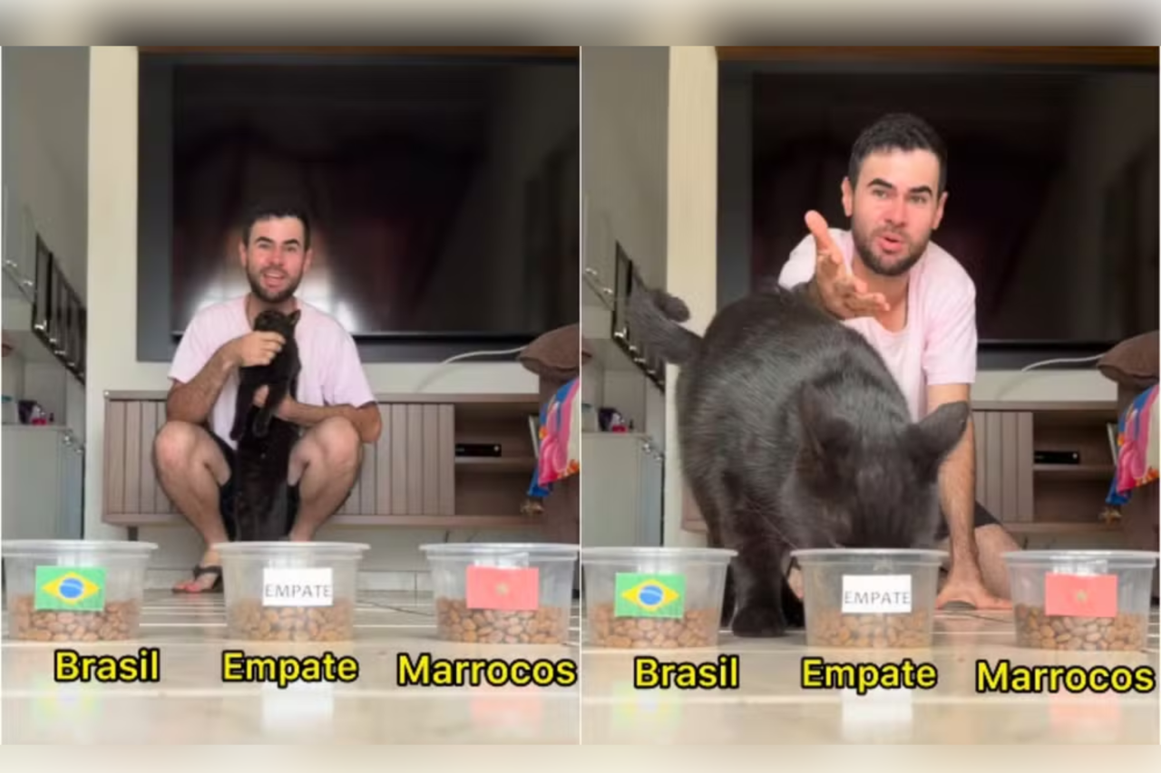 Gato que viralizou por palpites da Copa aponta vitória do Brasil contra o Haiti 3 Gato que viralizou por palpites da Copa aponta vitória do Brasil contra o Haiti