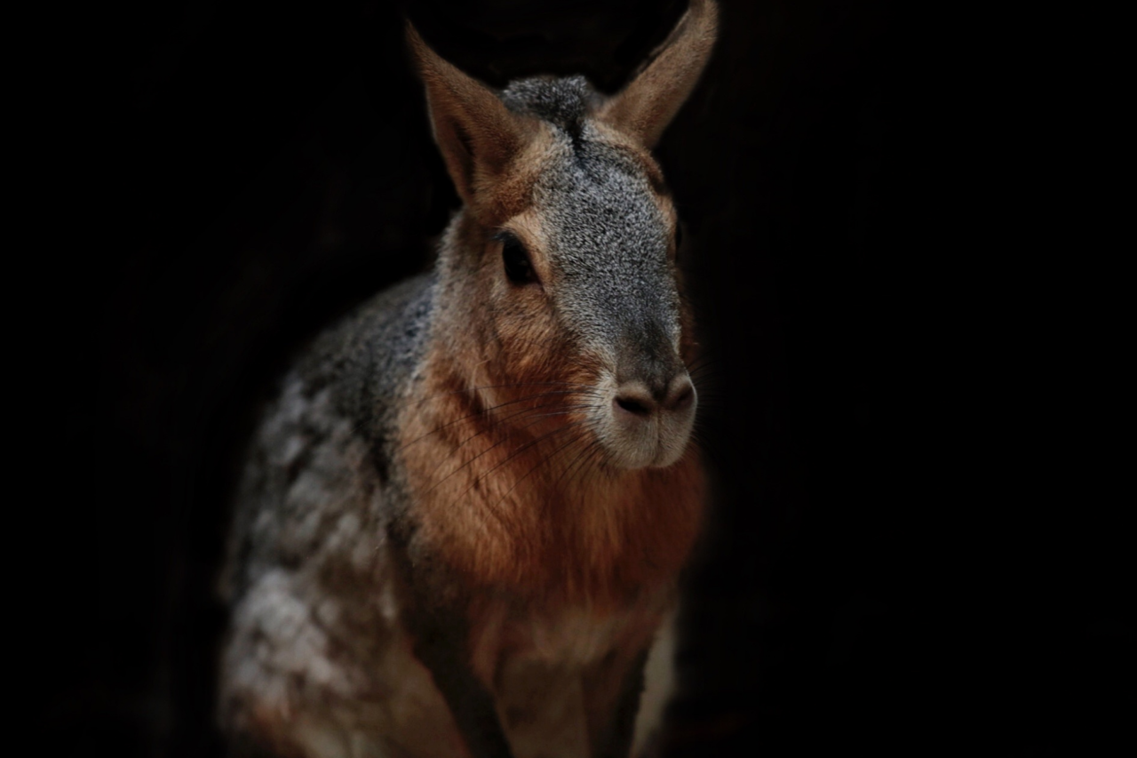 Chupacabra pode ter origem em doença comum que afeta coiotes e outros canídeos, dizem cientistas