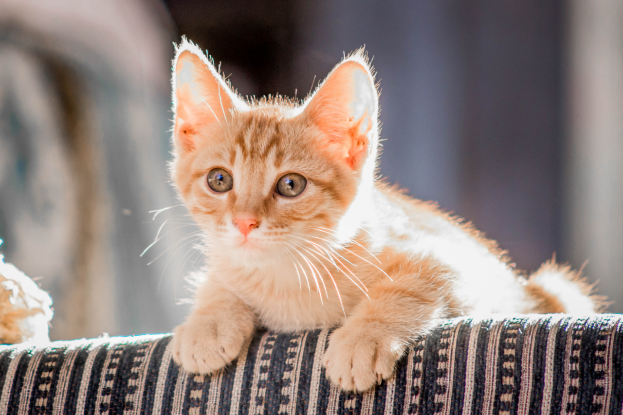 Gatos laranja são mais engraçados? Ciência investiga a fama dos felinos ruivos 3 Gatos laranja são mais engraçados? Ciência investiga a fama dos felinos ruivos