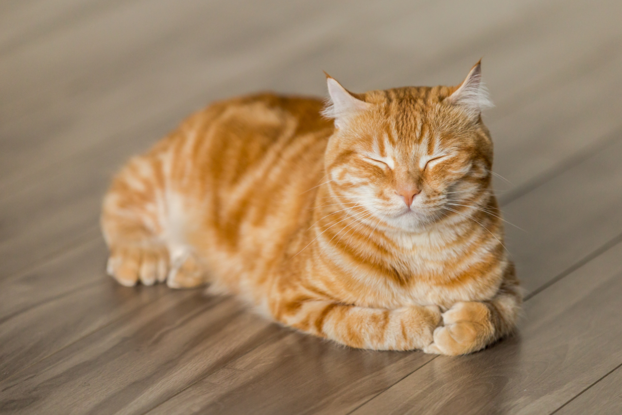 Gatos laranja são mais engraçados? Ciência investiga a fama dos felinos ruivos 4 Gatos laranja são mais engraçados? Ciência investiga a fama dos felinos ruivos