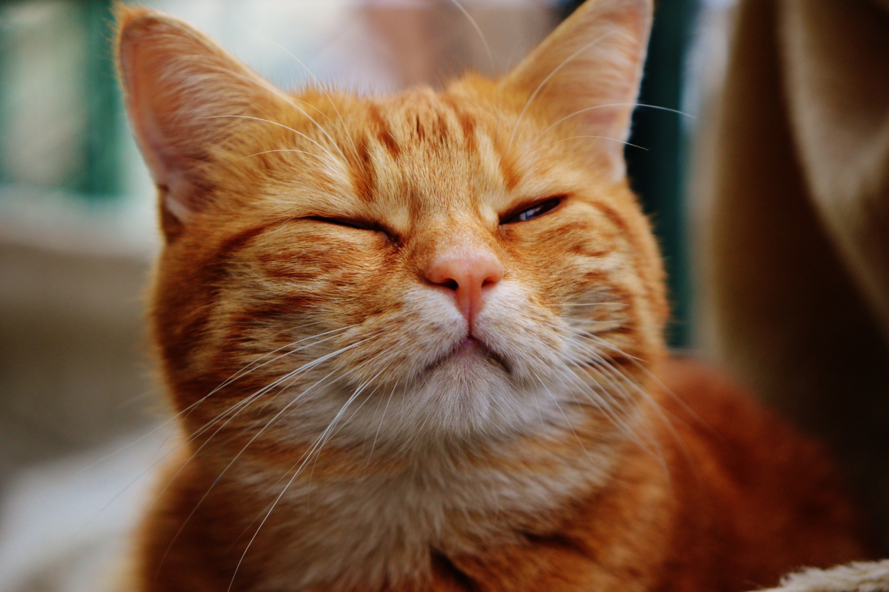 Gatos laranja são mais engraçados? Ciência investiga a fama dos felinos ruivos