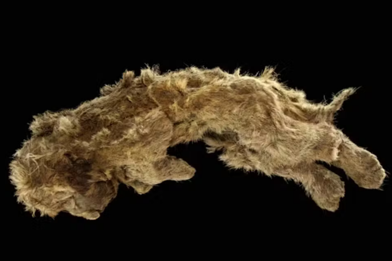 DNA antigo revela que leões-das-cavernas cruzaram com leões modernos antes da extinção 3 DNA antigo revela que leões-das-cavernas cruzaram com leões modernos antes da extinção