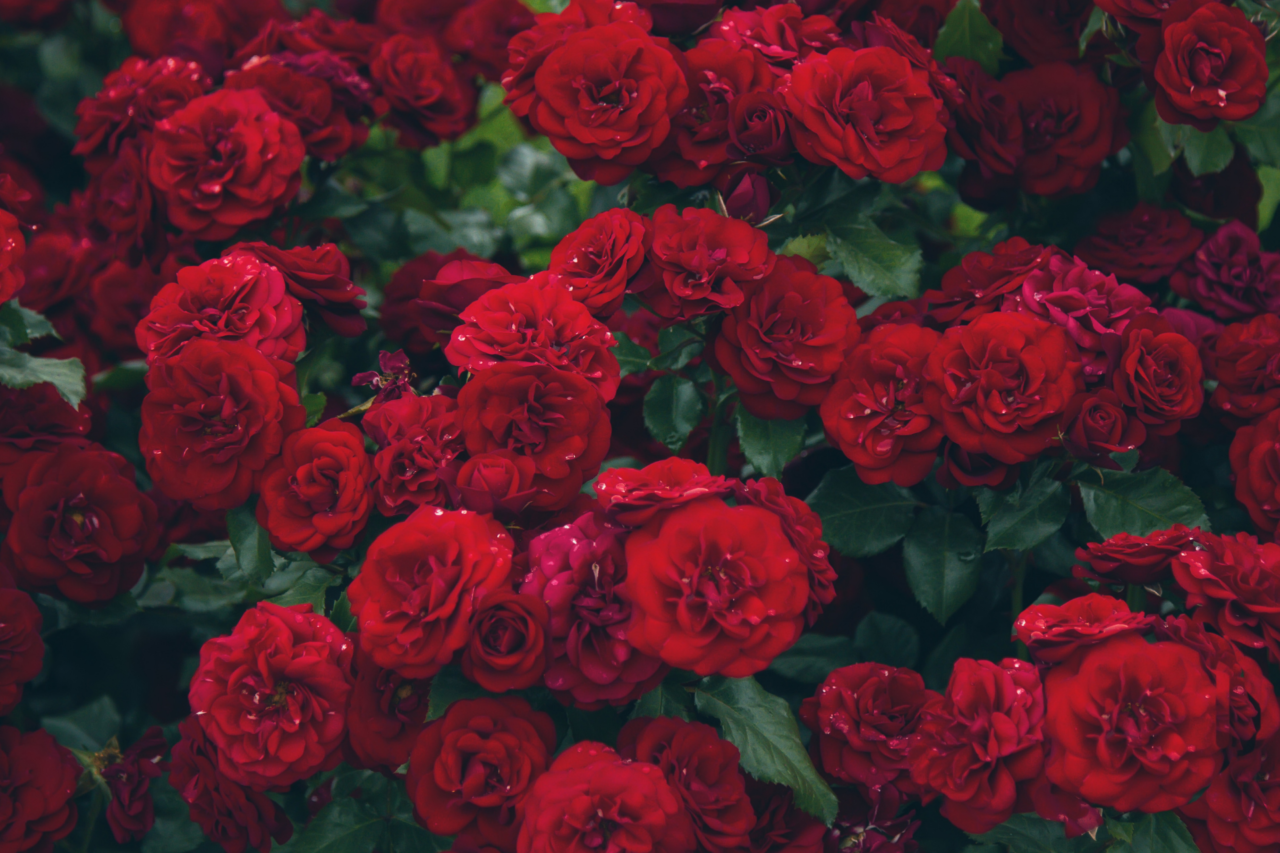 Por que a rosa vermelha se tornou símbolo de amor e paixão 3 Por que a rosa vermelha se tornou símbolo de amor e paixão