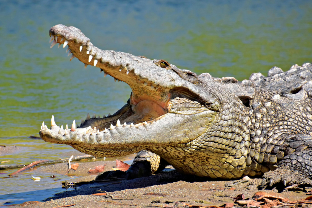 Menino de 3 anos fica em estado grave após cair em área de crocodilos em zoológico no Reino Unido 1 Menino de 3 anos fica em estado grave após cair em área de crocodilos em zoológico no Reino Unido