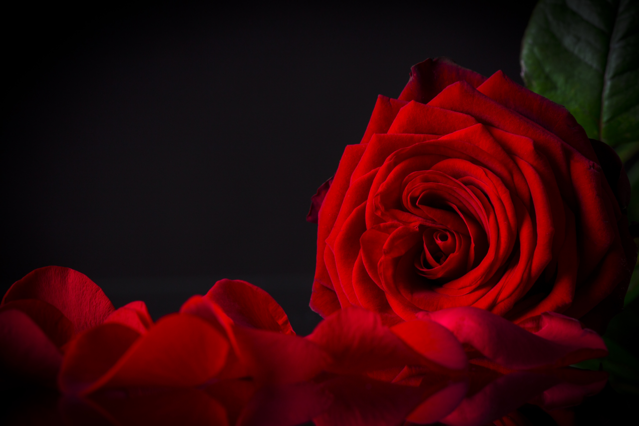 Por que a rosa vermelha se tornou símbolo de amor e paixão