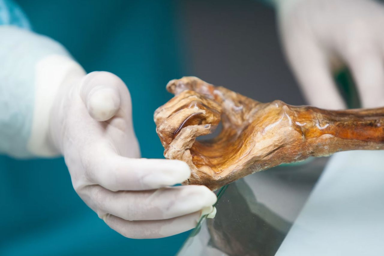 Leveduras de 5.300 anos encontradas em Ötzi revelam novo desafio para preservar o Homem de Gelo
