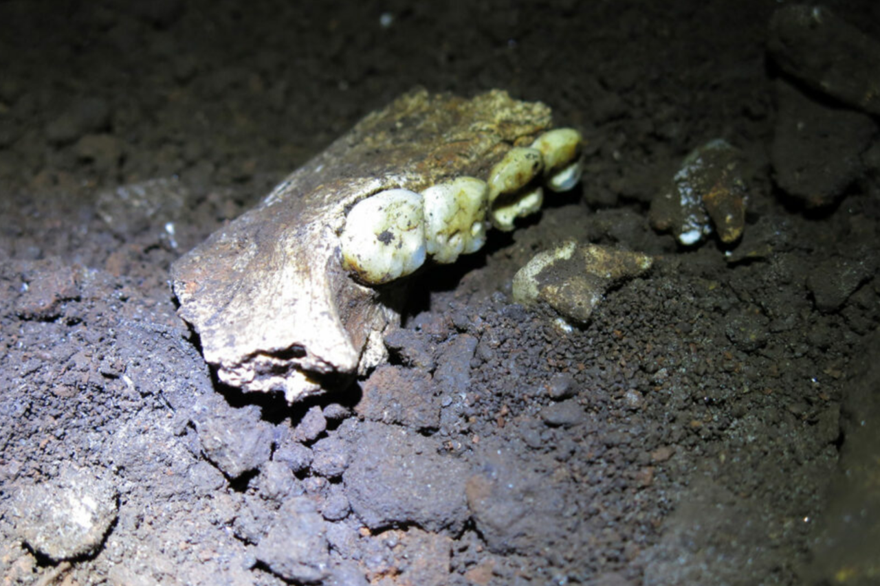 Dentes de 300 mil anos revelam que Homo naledi encontrados em caverna eram fêmeas 3 Dentes de 300 mil anos revelam que Homo naledi encontrados em caverna eram fêmeas