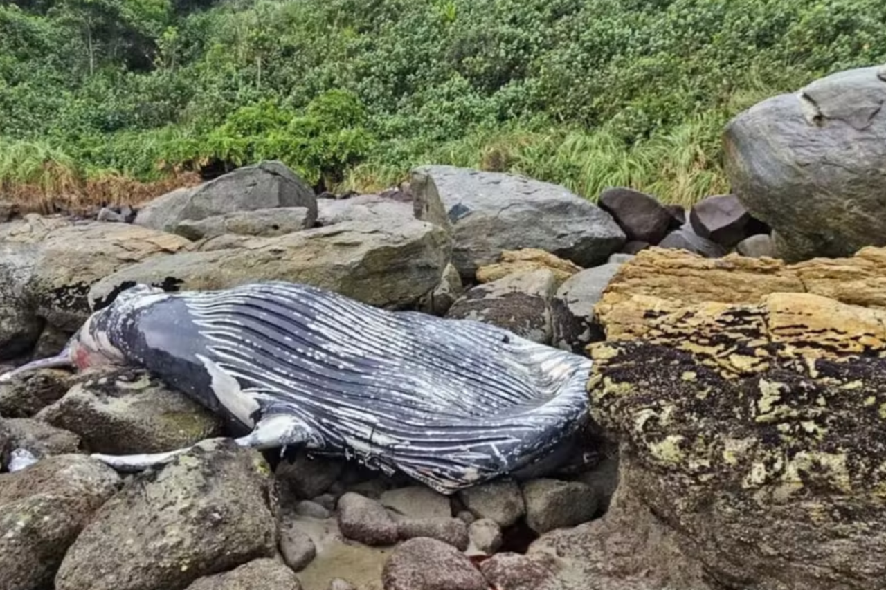 Baleia-jubarte é encontrada morta em costão de praia no Norte de Santa Catarina