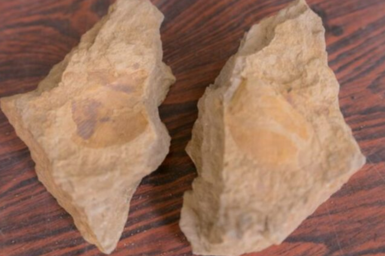 Fóssil de 400 milhões de anos revela nova espécie anterior aos dinossauros no Paraná