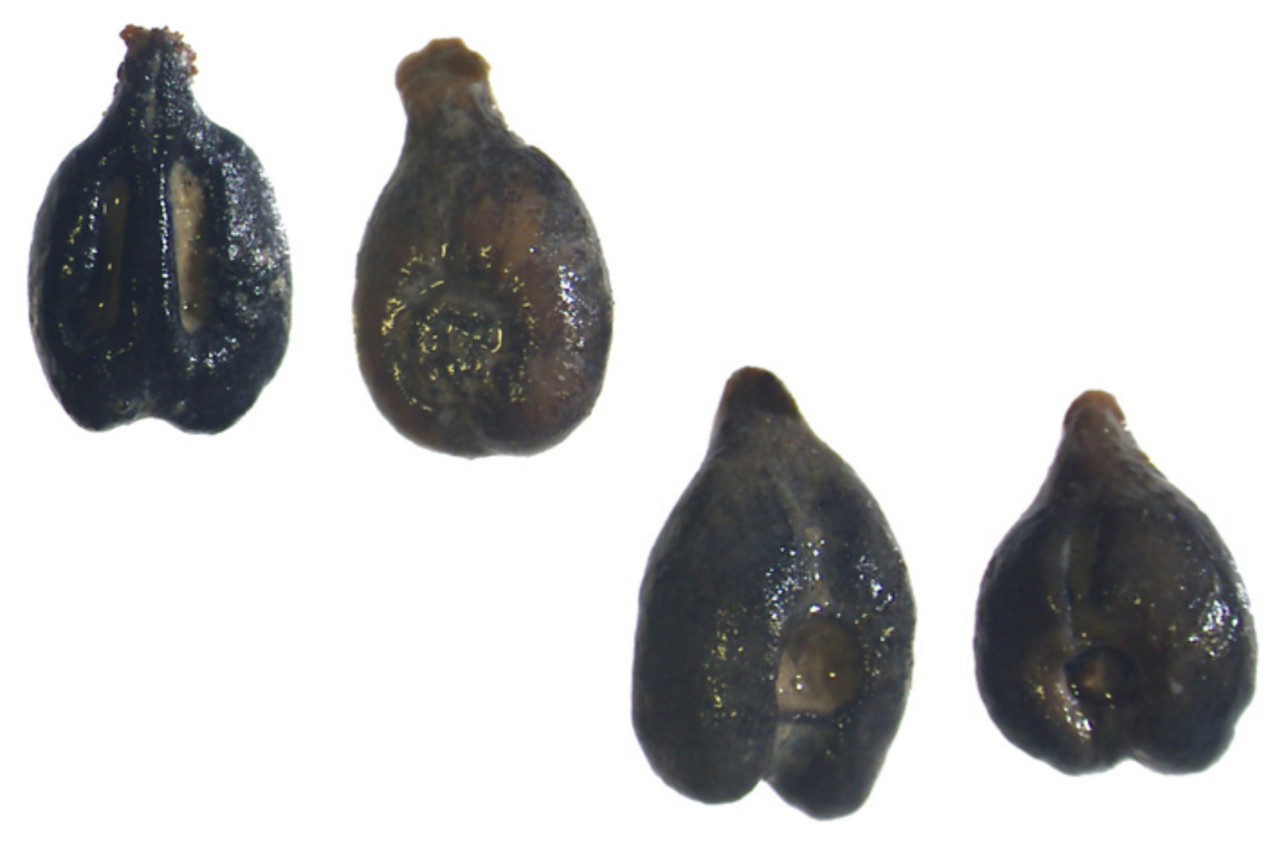 Sementes antigas revelam que etruscos clonaram uvas brancas por séculos na Itália 38 Sementes antigas revelam que etruscos clonaram uvas brancas por séculos na Itália
