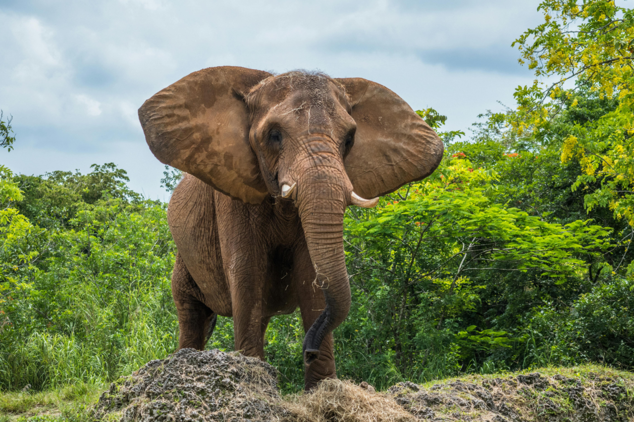 Orelhas gigantes dos elefantes funcionam como sistema natural de resfriamento