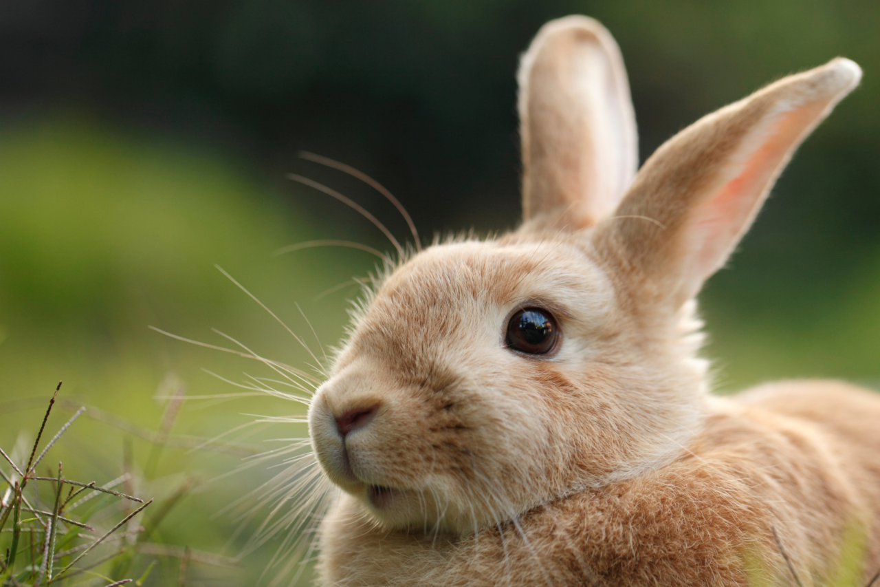 Coelhos têm dentes que nunca param de crescer e outras características pouco conhecidas