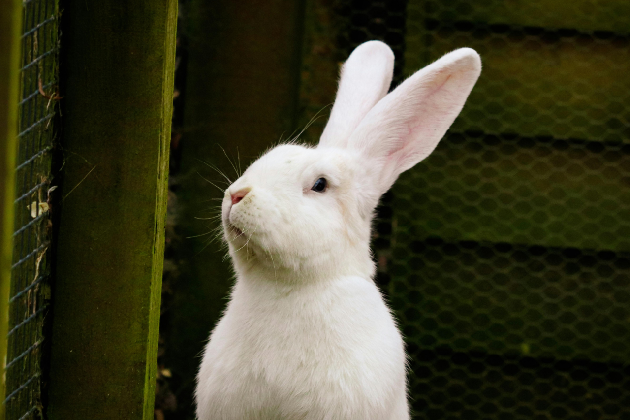Coelhos têm dentes que nunca param de crescer e outras características pouco conhecidas 3 Coelhos têm dentes que nunca param de crescer e outras características pouco conhecidas