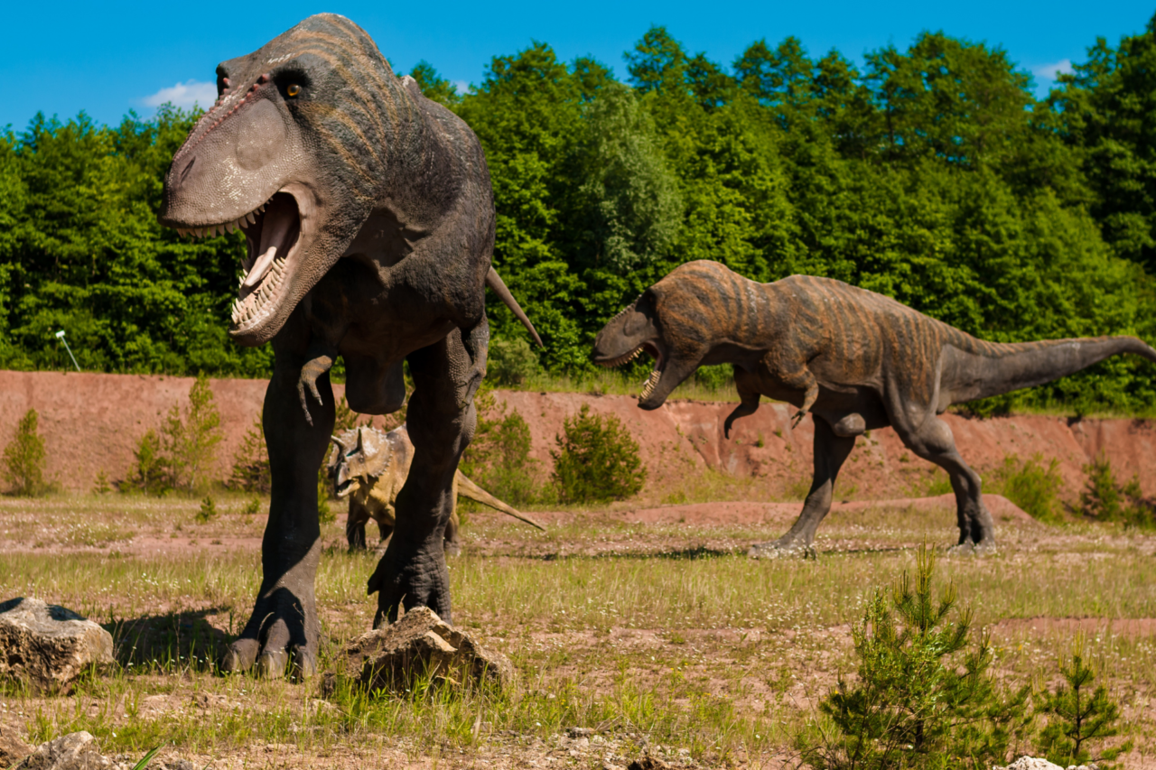 Estudo sugere que T. rex crescia mais devagar e podia levar até 40 anos para se tornar adulto