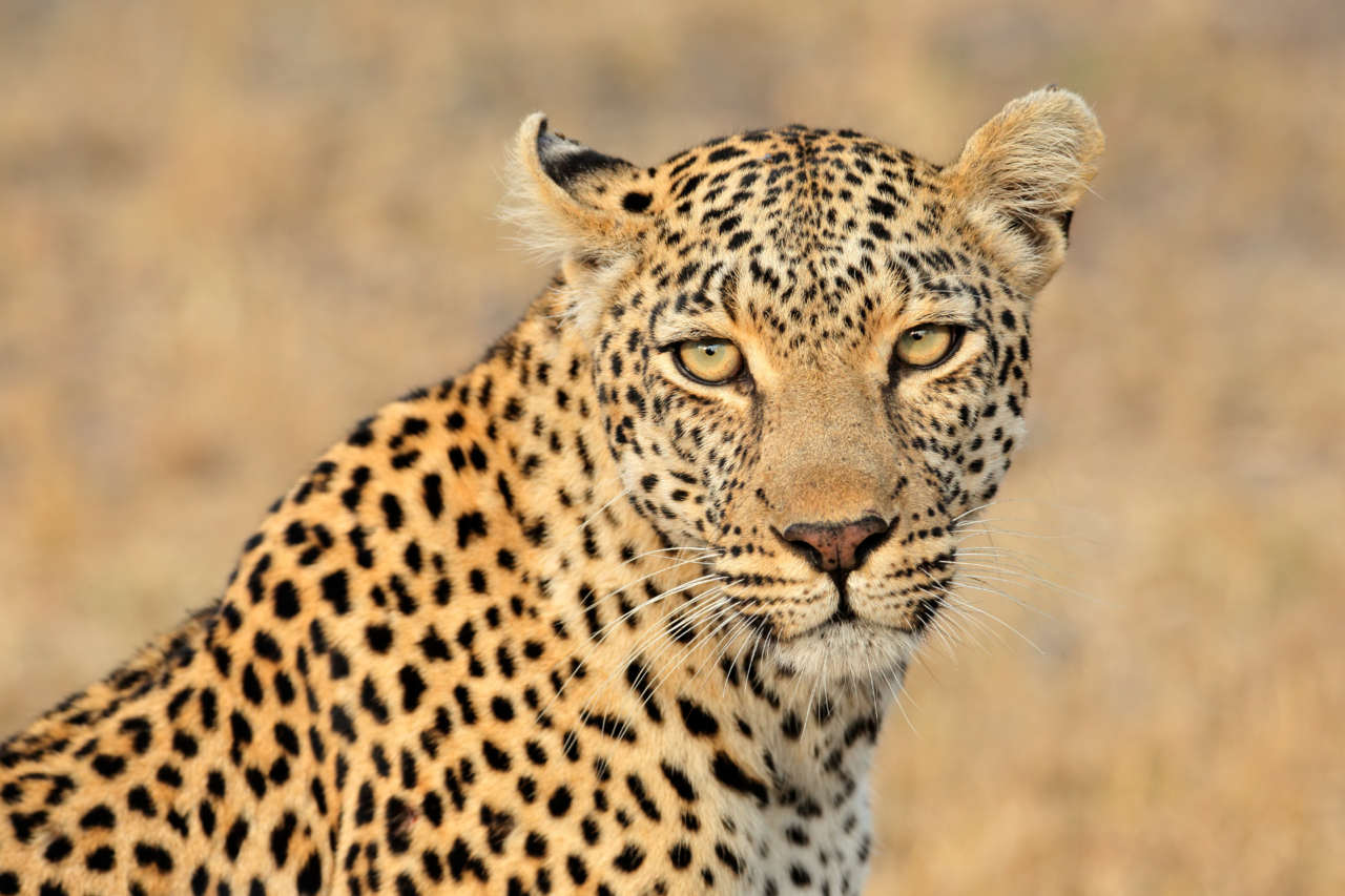 Saibam quais são as diferenças entre guepardo e leopardo 4 Guepardo e leopardo parecem semelhantes, mas têm diferenças importantes