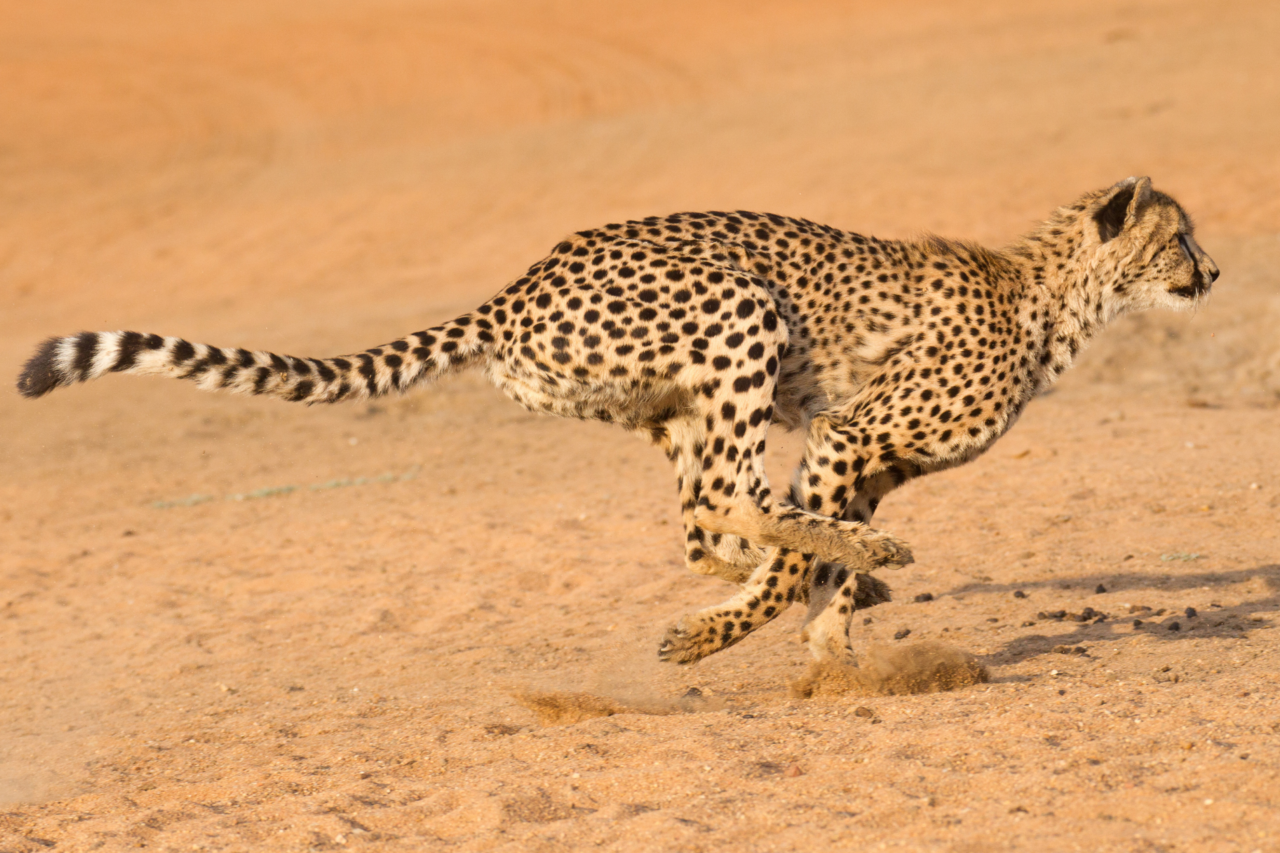 Saibam quais são as diferenças entre guepardo e leopardo 3 Guepardo e leopardo parecem semelhantes, mas têm diferenças importantes