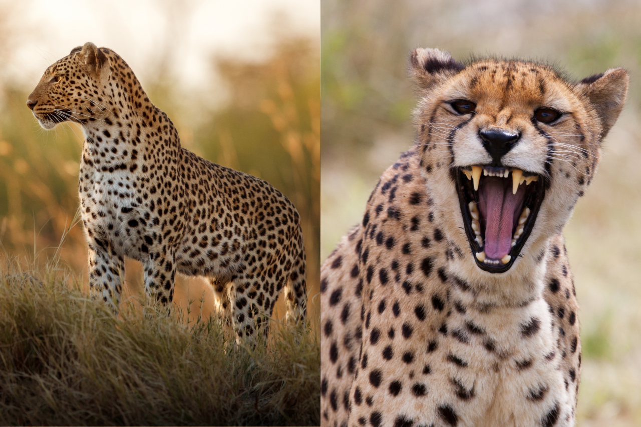 Guepardo e leopardo parecem semelhantes, mas têm diferenças importantes